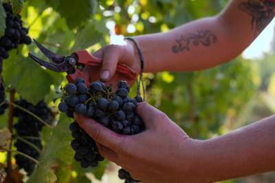 Château Castigno, Assignan, Raisin