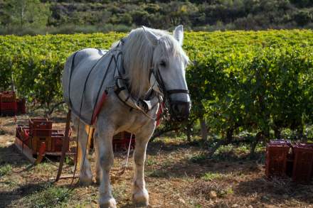 Château Castigno, Assignan, Horse in the vineyards Le Château Castigno Estate Wine Estate Hérault, Assignan