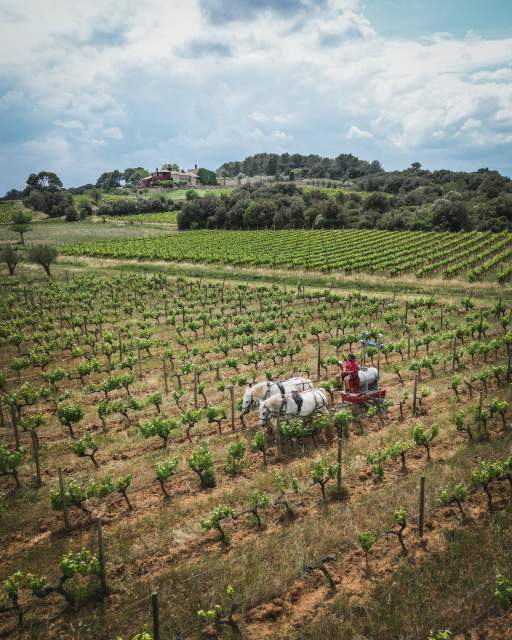 Château castigno cave domaine viticole atypique assignan vin bio biodynamique béziers narbonne 